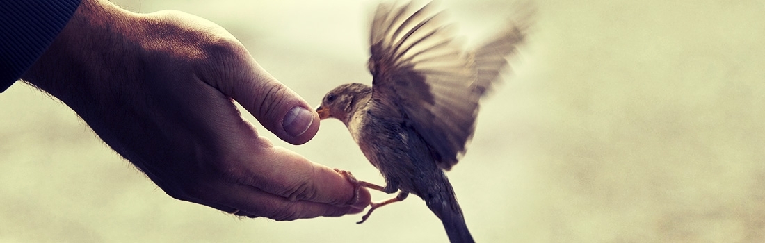 A BIRD IN THE HAND: YOUR FACEBOOK FANS AND REMARKETING 101 A BIRD IN THE HAND: YOUR FACEBOOK FANS AND REMARKETING 101