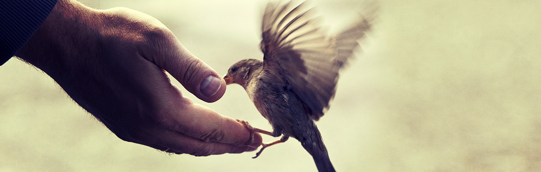 A BIRD IN THE HAND: YOUR FACEBOOK FANS AND REMARKETING 101